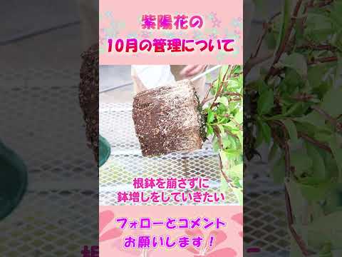 アジサイの病気 葉が黄色くなる 欠乏症を引き起こす 水やり 太陽