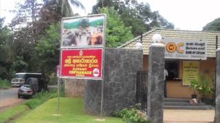 preview picture of video 'Pinnawala Elephant Orphanage - Sri Lanka'