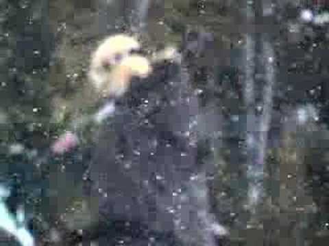 Circa 2004 CAPiTA SNOWBOARDING Dustin Craven "Holland" edit