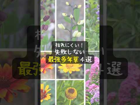 岩の多い土壌に適した植物 水はけが良い 日当たりの良い乾燥した乾燥に強い植物