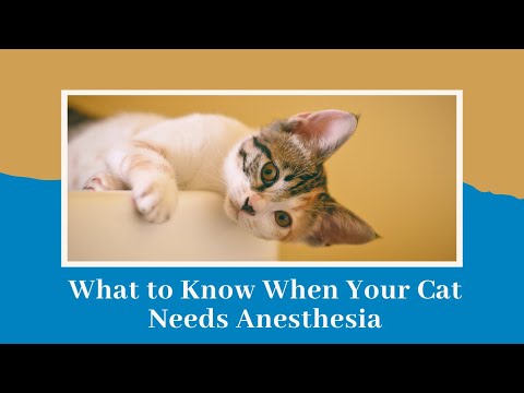 What To Know When Your Cat Needs Anesthesia
