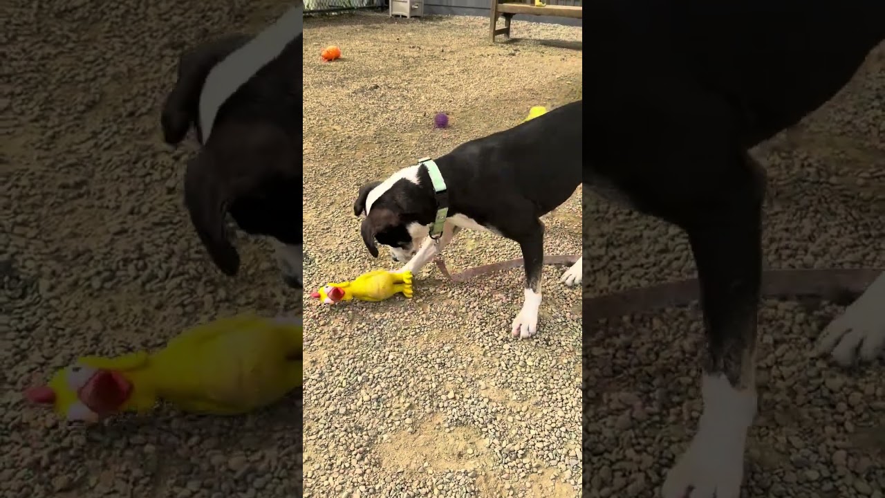 Enlarge Hamilton, a Adoptable mixed breed in Columbia Station, OH video 6/6