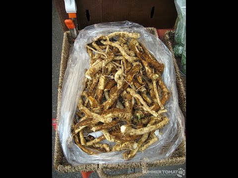 WSZYSTKO o uprawie - Chrzan - uprawa warzyw | infoUprawa