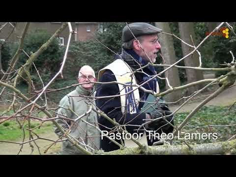 Nieuwe boom kerktuin Katwijk