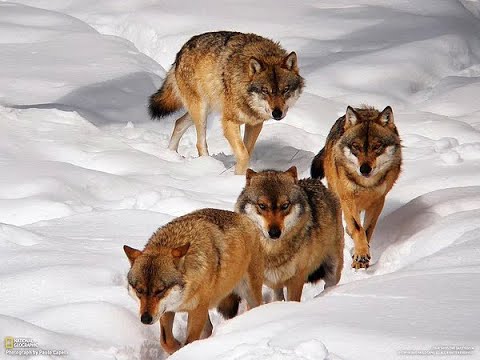 А ВОЛКИ УМНЕЕ ЛЮДЕЙ