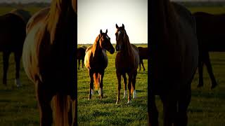 Download lagu Horse mating behind the scene video 58 mp3