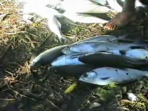 ULI DRANO - TRADITIONAL FISHING RITUAL (PART 3) - LAU ISLANDS, FIJI