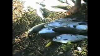 ULI DRANO - TRADITIONAL FISHING RITUAL (PART 3) - LAU ISLANDS, FIJI