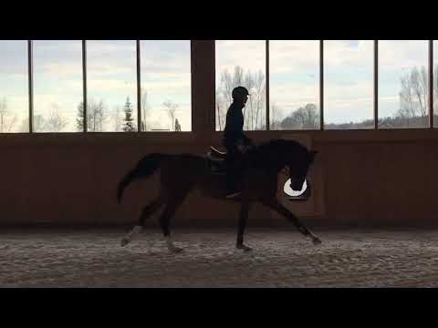 Taycan B v. Cicero Z x Balou de Rouet