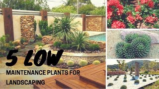 5 Low Maintenance Plants for Landscaping