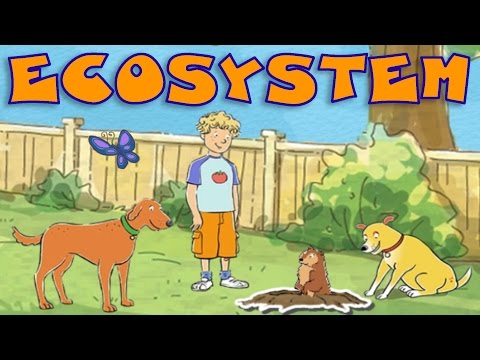 Environment: Ecosystem Around Us