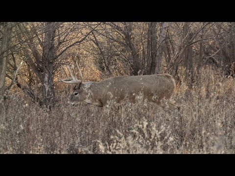 Decoying Tips for Whitetails