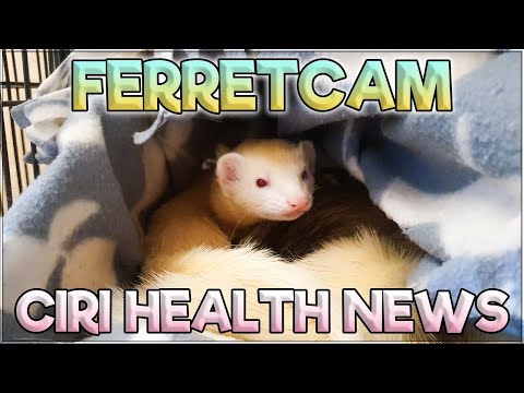 Ciri’s Diagnosis – FerretCam – Part 16