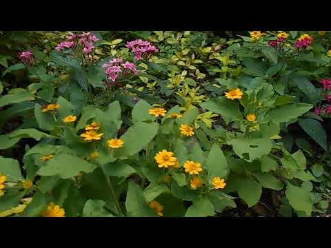 いつラズベリー吸盤を植えるのか、何を剪定するか、天然肥料