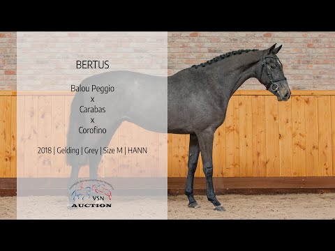 4 Bertus (v.Balou Peggio x Carabas)