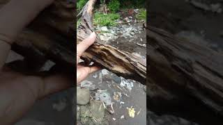 Download lagu Hanting Kayu Aquascape di Sungai mp3