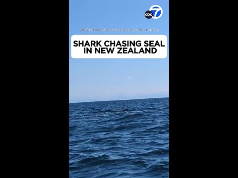 Shark chasing seal nearly capsizes kayaker in New Zealand