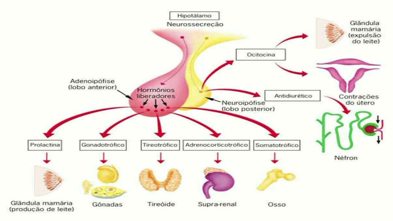Fisiologia do Sistema Endócrino | Aula Completa