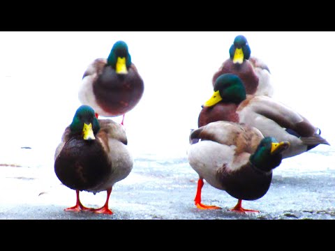 , title : 'Mallard Ducks Quacking and Flying Off on Ice'
