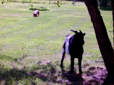 Fainting Goat with a WEIRD noise!