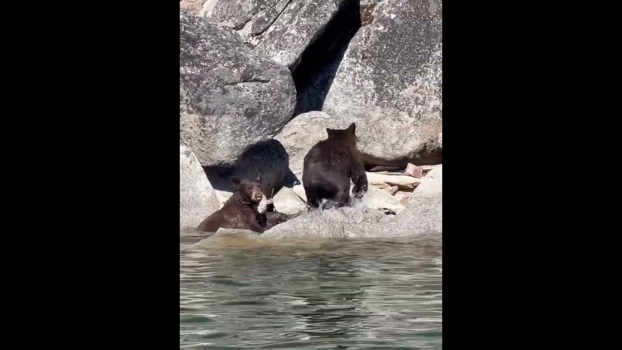 Lake Tahoe Wildlife!