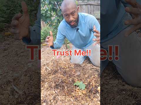 Как вырастить арбуз? #арбуз #выращиваниеарбузов #садоводство