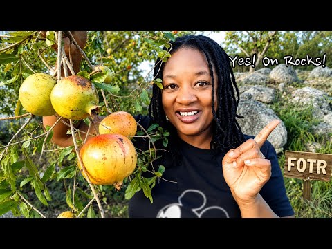 HUGE Pomegranate Harvest Grown In Rocks/You Don't Need Soil To Grow Pomegranates