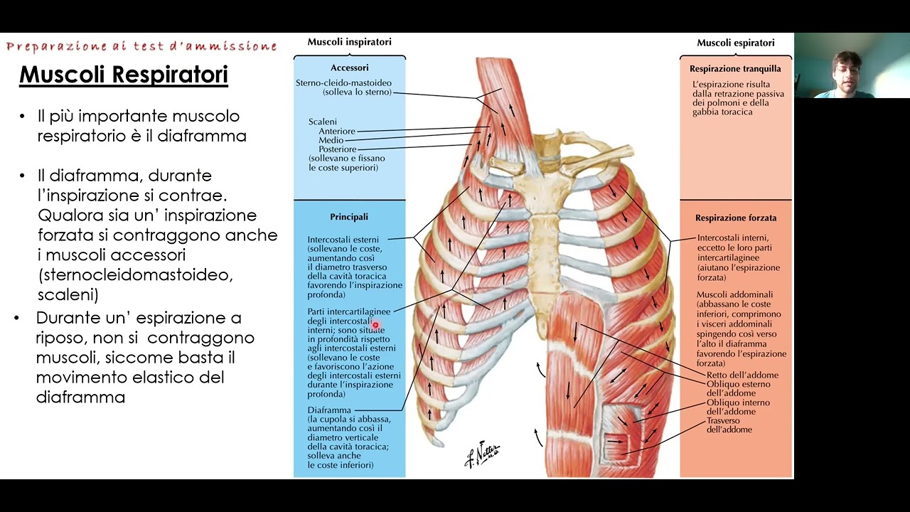 Anatomia e Fisiologia - Fisiologia Sistema Respiratorio