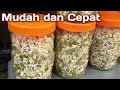 How To Make Bean Sprouts Quickly And Without Fail How To Make Mung Bean Sprouts