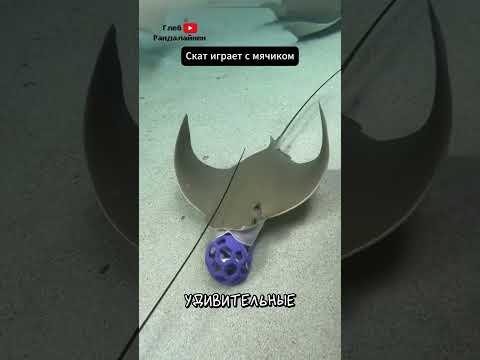 Скат 🖤 Интересные факты