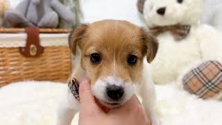 ジャックラッセルテリアの動画02