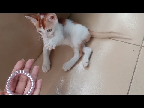 Puchi cat play with her Necklace / Puchi cat blog 15 - Ahnaf Tasin