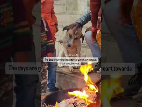 🔥#petlover #doglover #viral  #trending #shortsvideo #youtube #pets #latest #shorts #hashtags #dogs