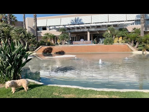 Marriott Pet Friendly Near Me