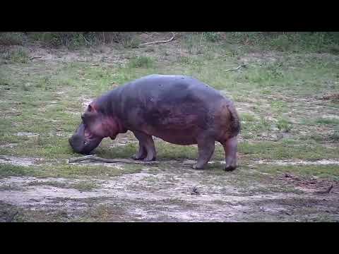 Djuma: Hippo out of dam for short moment - 18:05 - 11/20/2022