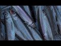 Ice Fishing Michigan Inland Smelt A Winter Tradition Catch Clean Cook