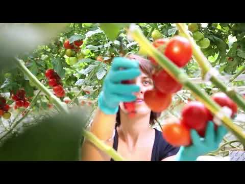 Case: Tomato cultivation with Full LED grow light