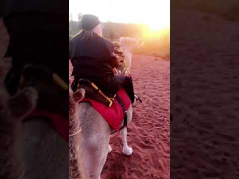 Sunrise Camel Ride Tours, Uluru.