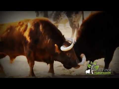 Finca Toropasión - Emoción en el campo bravo
