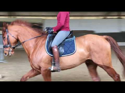 Pointvirgule dressage manège