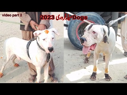 Bigs Dogs Mailla |  Bahot he ache dogs ka shooq
