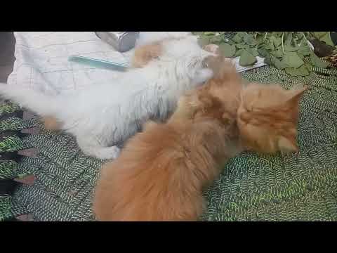 cat video