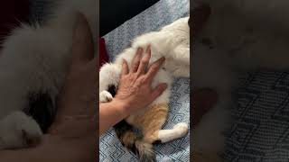 2 minutos de carinho na barriguinha de pelúcia!