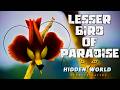Why is the lesser bird of paradise considered one of the most beautiful birds in the world?