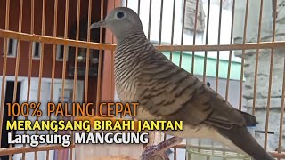 Download lagu Perkutut Betina memanggil jantan Suara bersahutan perkutut lokal gacor , Ampuh untuk PANCINGAN mp3