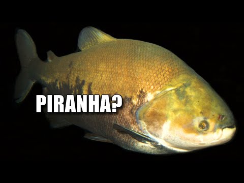 Pacu Facts: NOT a PIRANHA 🐟 Animal Fact Files