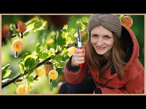 Quick guide to cutting gooseberries