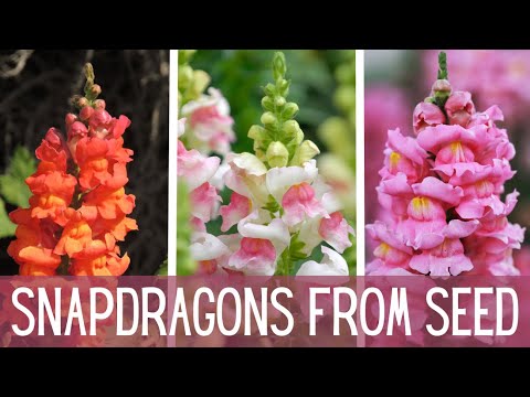 My New Favorite Flowers ... Snapdragons! 🌸🌸🌸 || Growing Snapdragons From Seed || Cut Flower Garden
