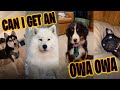 Owa Owa Tiktok Compilation Other Dogs Can I Get An Owa Owa