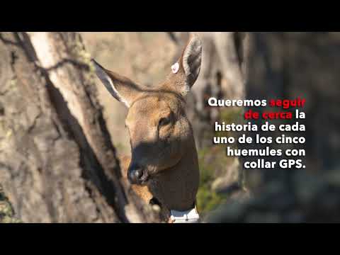 Portada video